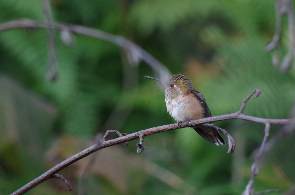 hummingbird